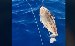 Uhvatio najotrovniju ribu u Jadranu, znate li koja je? Oporavak od uboda može trajati mjesecima
