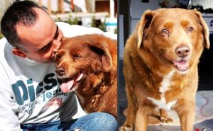 Preminuo najstariji pas u historiji: 'Njegovih 11 478 dana nisu dovoljni onima koji su ga voljeli'