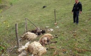 Misteriozni slučaj iz BiH zaintrigrirao lovce: Ko je poklao ovce - vukovi, šakali ili psi lutalice?