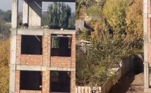 Nevjerovatna scena: Pas skočio sa zgrade, a onda se desilo nešto što niko nije očekivao