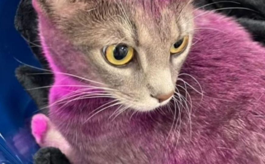 Ova mačka ofarbana je u ljubičastu boju, razlog bi vas mogao zgroziti