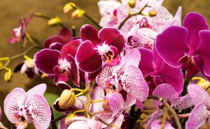 Kako bi vaše orhideje cvjetale i bile bujne iskoristite krompir