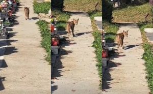 Pogledajte lisicu u ležernoj šetnji u Zagrebu