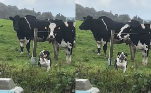 Video koji je nasmijao milione: Upoznajte Lolu, psa koji misli da je krava