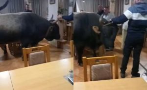 Video koji je nasmijao Balkan: Snimljen bik u kafani, javio se i vlasnik