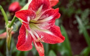 Bliži se vrijeme blagdana: Evo kako možete njegovati amarilis, cvijet svemoćne ljubavi