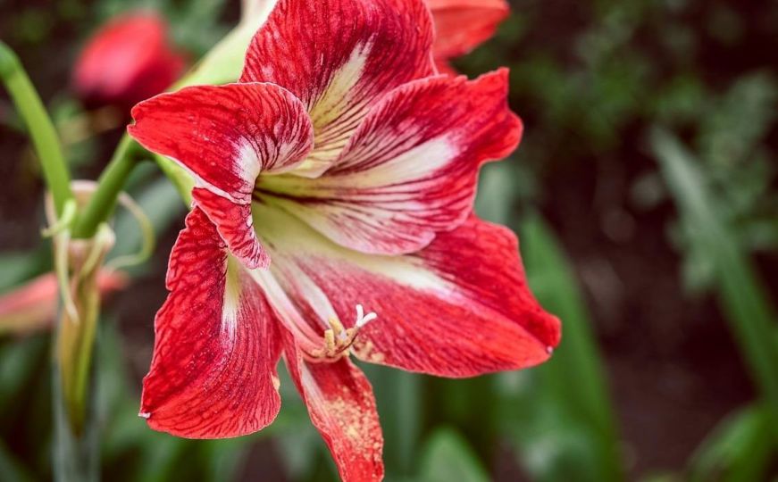 Bliži se vrijeme blagdana: Evo kako možete njegovati amarilis, cvijet svemoćne ljubavi