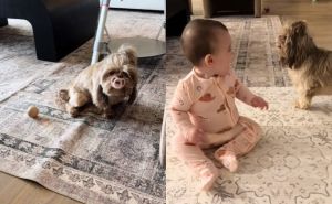 Video koji će vas razniježiti: Pogledajte predivno prijateljstvo psa i bebe