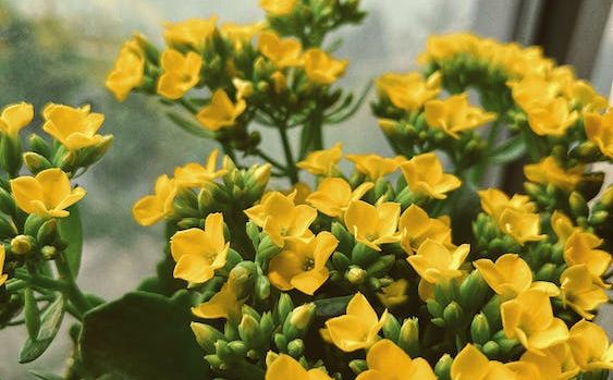 Miljenica među kućnim cvijećem: Donosimo vam savjete za njegu pandine biljke