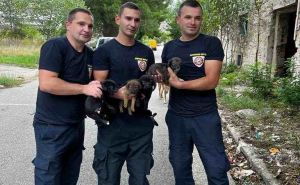 Svaka čast: Mostarski vatrogasci spasili četiri psića iz kanala