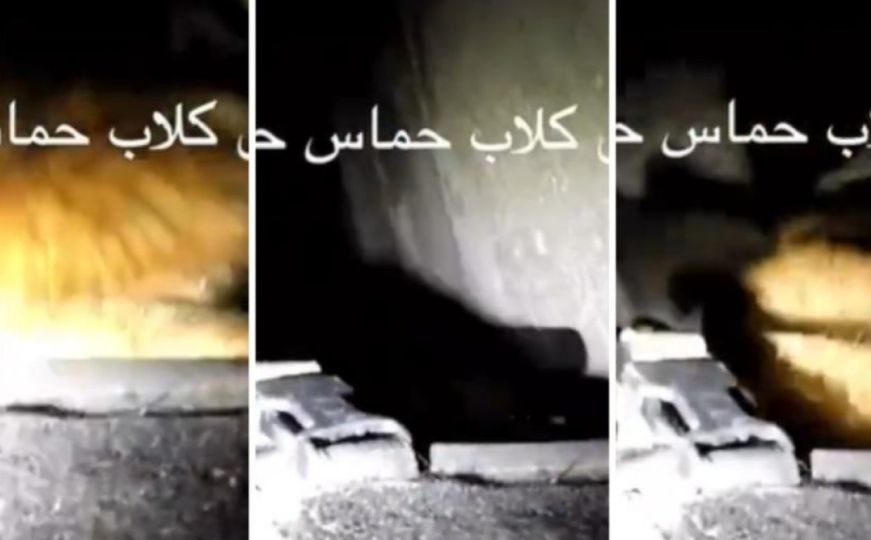 Izraelska vojska ušla u tunele Hamasa i pustila pse: ‘Čujete li kako vrište?'