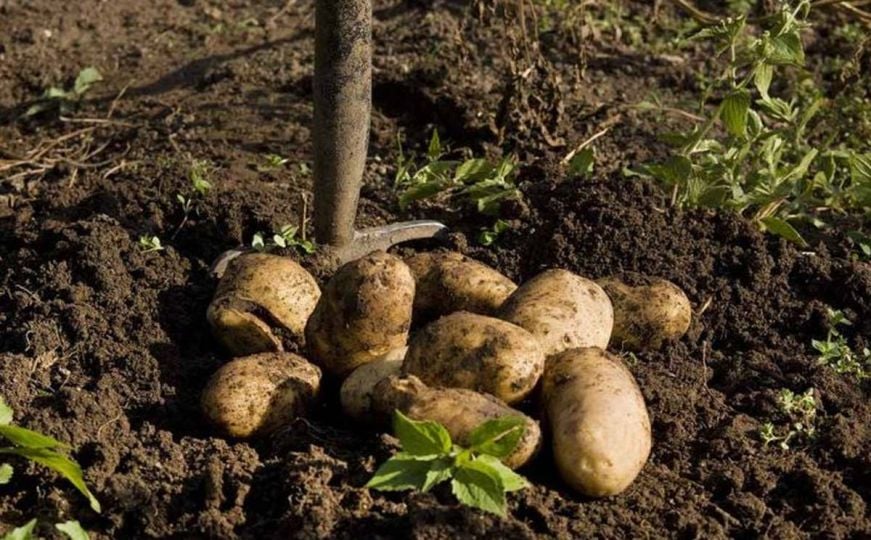Ko se okomio na vlasnike krompira kod Zenice: Lopovi iz podruma odnijeli više od dvije tone