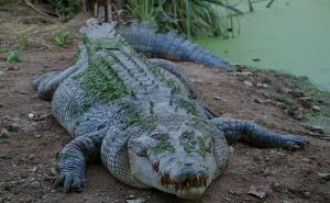 Borba za život u Australiji: Farmer preživio napad krokodila nakon što je zvijer - ugrizao za kapak