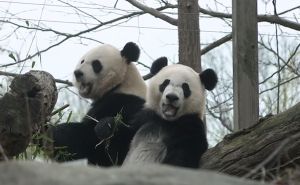 Pande se moraju vratiti kući: Zašto Kina ove životinje daje drugim zemljama samo 'na posudbu'?