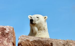 Razigrani bijeli čupavci: Polarni medvjedi u rezervatu u Engleskoj