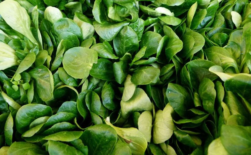 Vrijeme je za sadnju najpopularnije zimske salate, volite li Matovilac?