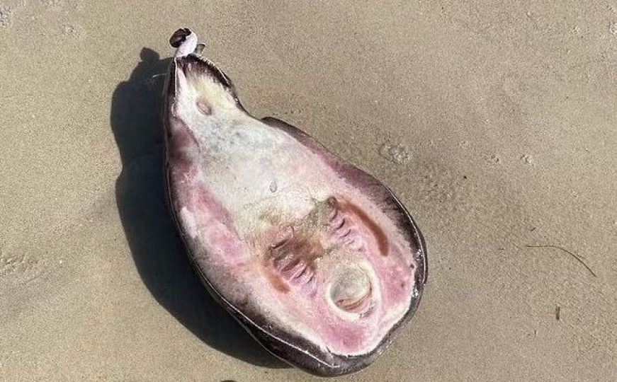 Talasi na obalu izbacili neobično morsko stvorenje: "Kao da je ispalo iz najgorih noćnih mora"