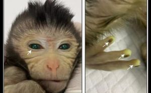U Kini rođen majmun kojem svijetle vrhovi prstiju i kojem oči sjaje zelenom bojom