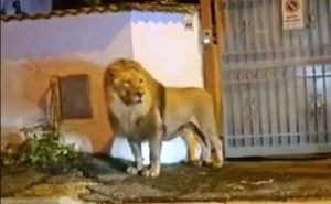 Okončana višesatna drama kod Rima: Lav koji je pobjegao iz cirkusa konačno uhvaćen