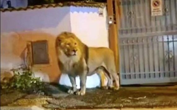 Okončana višesatna drama kod Rima: Lav koji je pobjegao iz cirkusa konačno uhvaćen