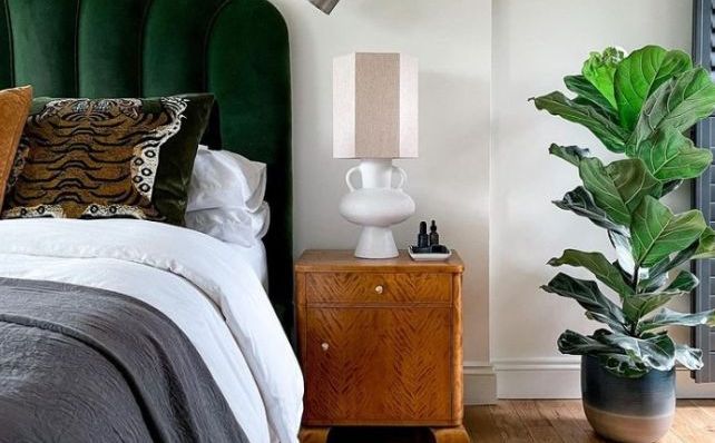 Lirasti fikus: Sve što trebate znati o zelenom ljepotanu koji se savršeno uklapa u svaki dom