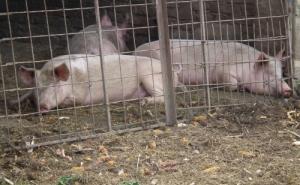 Afrička kuga u BiH: Eutanizirano više od 40.000 hiljada svinja, situacija sve kritičnija