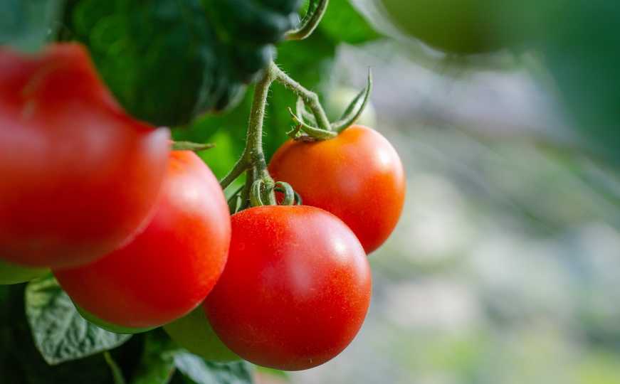 Ne morate ih bacati: Tri metode zamrzavanja paradajza za brze i ukusne obroke