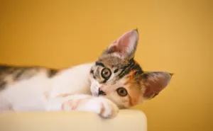 Slatko društvo: Četiri razloga zašto je dobro udomiti mačku