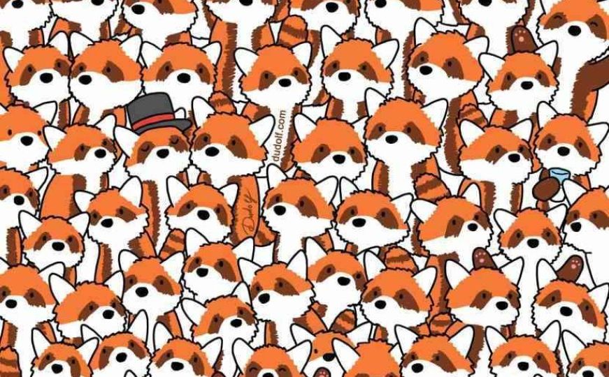 Možete li da pronađete tri lisice među crvenim pandama? Imate samo 11 sekundi