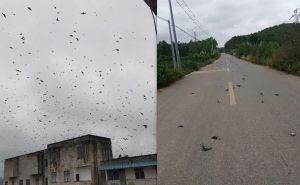 Apokaliptične scene u Kini: Stotine mrtvih ptica pada s neba, stanovnici su u šoku