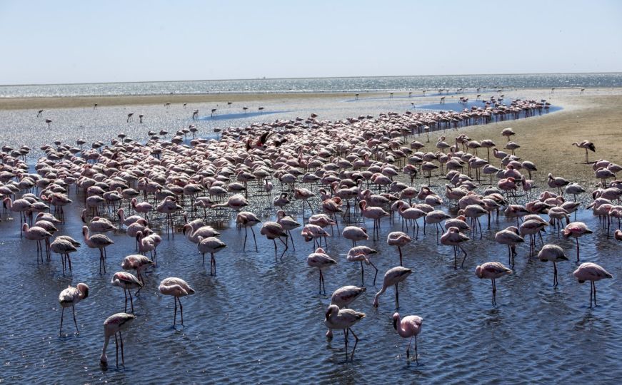 Znate li za lagunu Walvis Bay: Raj za flamingose na afričkoj obali