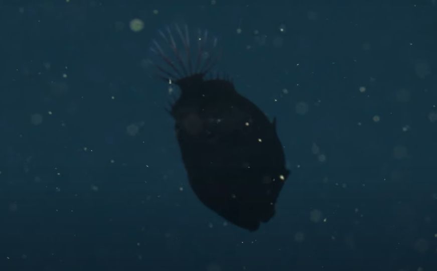 Istraživači pronašli jezivo stvorenje u dubini mora: 'Ovo je ultra-crno, odbija svjetlost nazad'