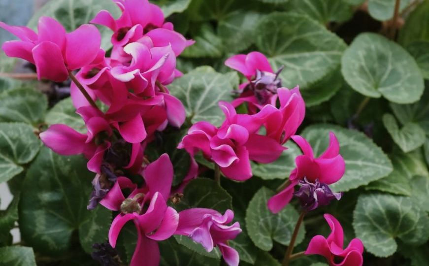 Najtraženija sobna biljka: Pet savjeta uz koje će vam ciklama cvjetati sve do marta