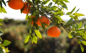 Bosna i Hercegovina zabranila uvoz mandarina iz Hrvatske