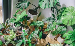 Treba pripaziti: Ovih pet sobnih biljaka predstavljaju potencijalu opasnost za vašu djecu
