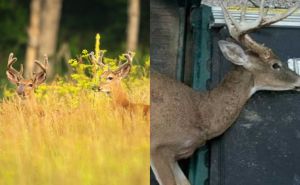 U poznatom nacionalnom parku pronašli 'zombi' jelena: Evo šta mu se desilo