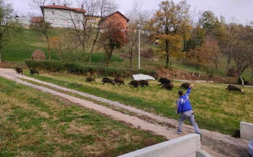 'Narod se prepao, nego šta': Pogledajte kako je krdo divljih svinja upalo u selo u BiH