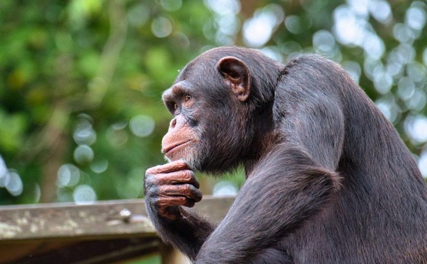 Čimpanze šokirale naučnike: Otkriveno da rade nešto što smo dosad vidjeli samo kod ljudi