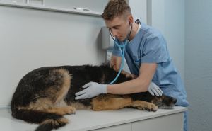 Misteriozna bolest napada pse u SAD-u: Evo šta dosad znamo o tome