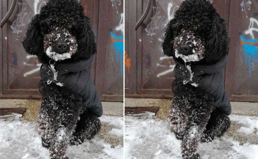 Dolaze zima i minusi: Evo kada je vašim psima prehladno za šetnju