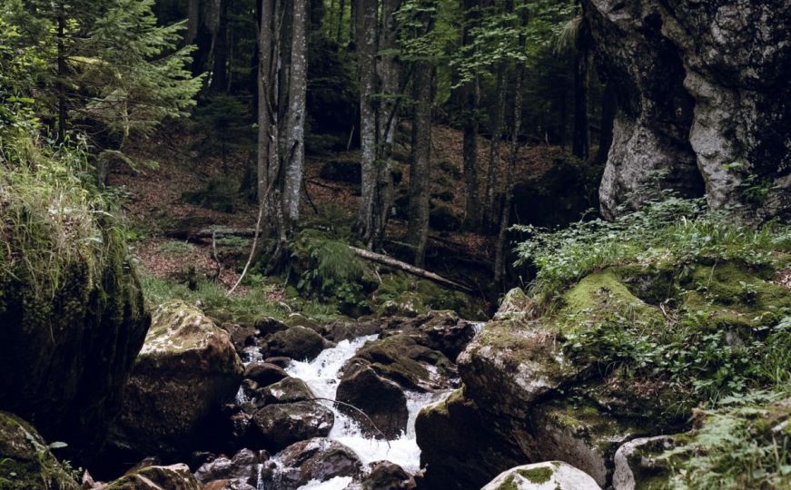 Zajedničkim snagama uredimo sektor šumarstva u Bosni i Hercegovini: Čuvajmo šume, jer one čuvaju nas