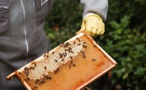 Po ovome se pravi med razlikuje od lažnog: Pčelari otkrili kako prepoznati vještački šećerni sirup