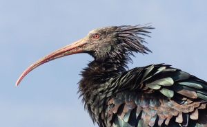 Uginuo Jonas, rijetki ćelavi ibis - ptica koja je prošlu zimu provela s građanima Sarajeva