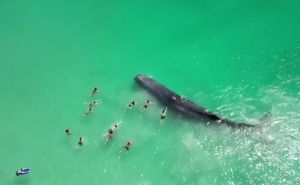 Australija: Uginuo kit koji je plivao sa kupačima