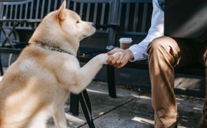 Trener pasa otkriva tri stvari koje nikada ne smijete učiniti kada sretnete psa: 'Napast će vas'