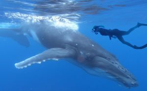 Naučnici pokušali komunicirati s kitovima - uslijedio je šok kada su dobili 'odgovor'