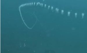 Pogledajte ovo čudesno morsko stvorenje: Ima ga i u Jadranu