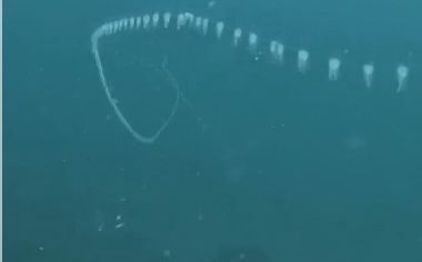 Pogledajte ovo čudesno morsko stvorenje: Ima ga i u Jadranu