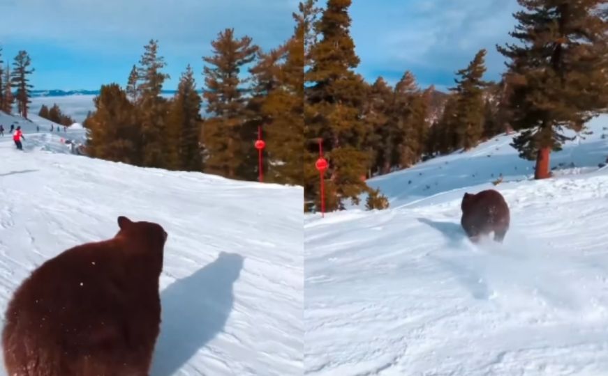 Medvjed na skijalištu podsjetio Bosance na viralni video: 'Ne u basamake, Suade!'