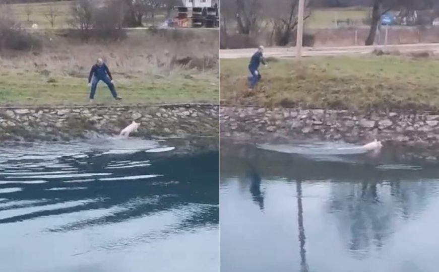 Viralni hit na društvenim mrežama - balkansko izdanje: Umjesto na ražanj, prase pobjeglo u rijeku